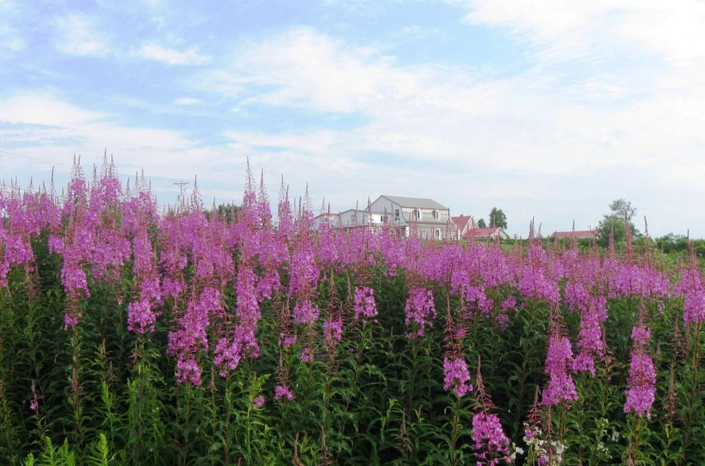 Motel De La Pointe Aux Bouleaux 베이셍트캐서린 외부 사진